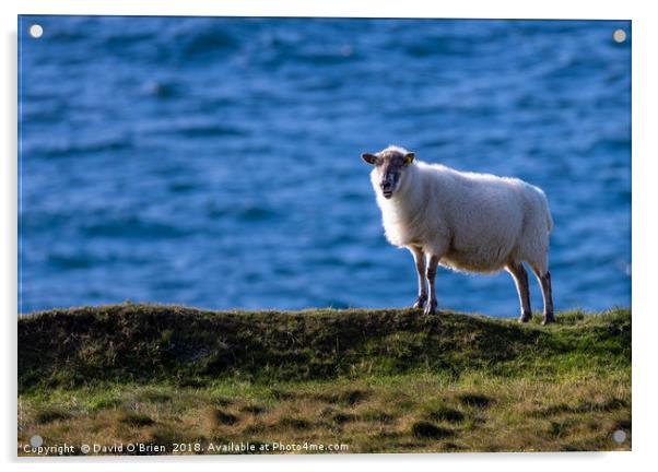 Sheep against the ocean Acrylic by David O'Brien