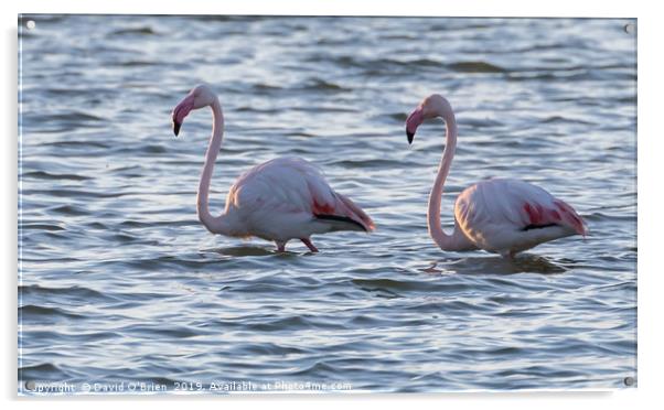 Flamingos Acrylic by David O'Brien
