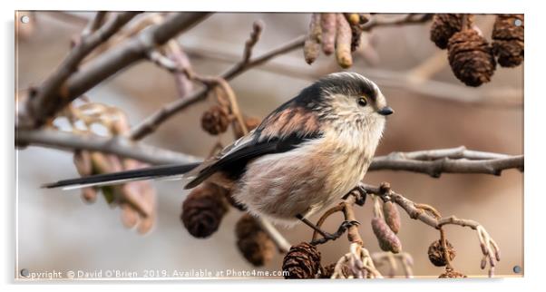 Long-tailed Tit Acrylic by David O'Brien