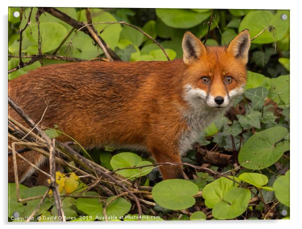 Red Fox Acrylic by David O'Brien