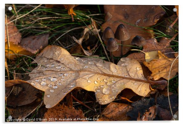 Winter Leaf Acrylic by David O'Brien