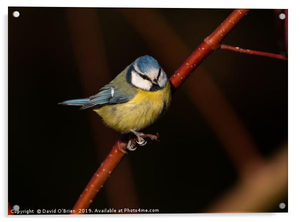 Blue Tit on Red Branch  Acrylic by David O'Brien