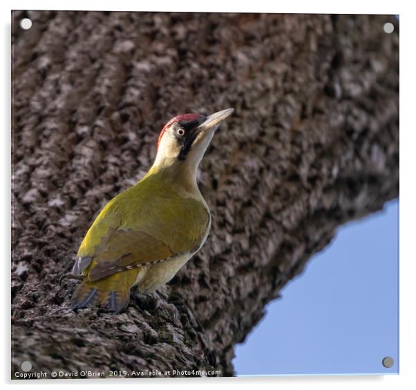 Green Woodpecker Acrylic by David O'Brien