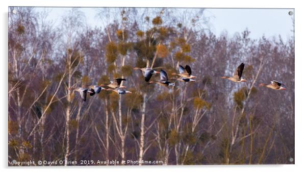Greylag Geese in flight Acrylic by David O'Brien