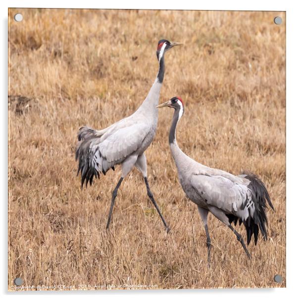 Pair of Cranes Acrylic by David O'Brien