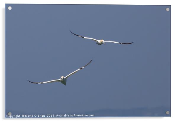 A pair of Gannets Acrylic by David O'Brien