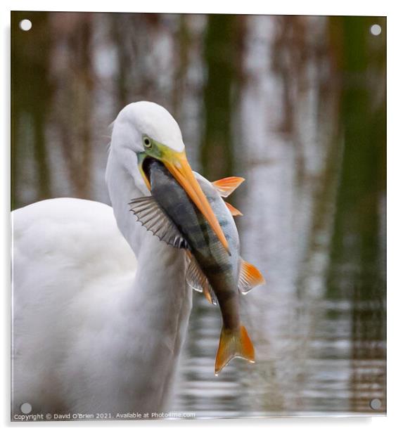 Egret with fish Acrylic by David O'Brien