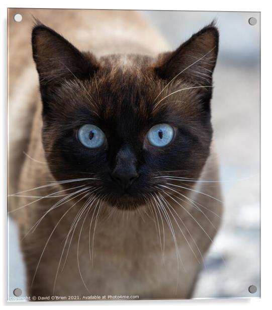 Blue-eyed cat Acrylic by David O'Brien