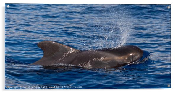 Pilot Whale blowing Acrylic by David O'Brien