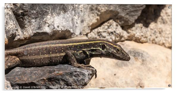 Lizard on lookout Acrylic by David O'Brien