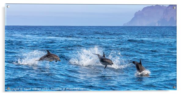 Bottlenose Dolphins Acrylic by David O'Brien