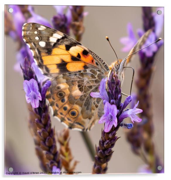 Painted Lady Butterfly Acrylic by David O'Brien