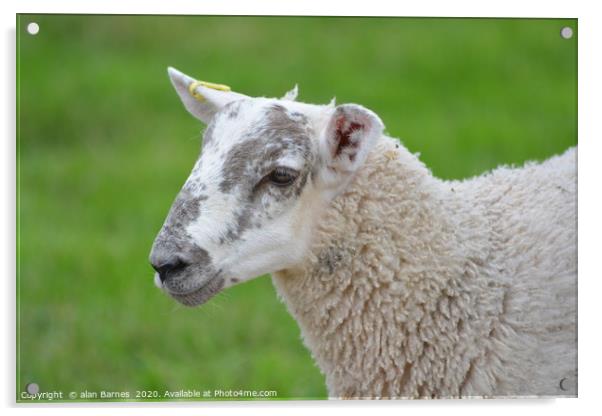 Spring lamb Acrylic by Alan Barnes