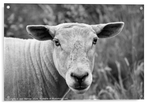 Sheep staring at me! Acrylic by Alan Barnes