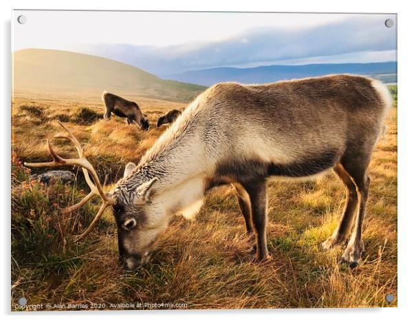 Reindeer grazing on Cairngorm Mountain Acrylic by Alan Barnes
