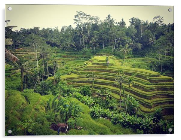 Rice Terrace in Ubud Bali Acrylic by Cecilia Zheng