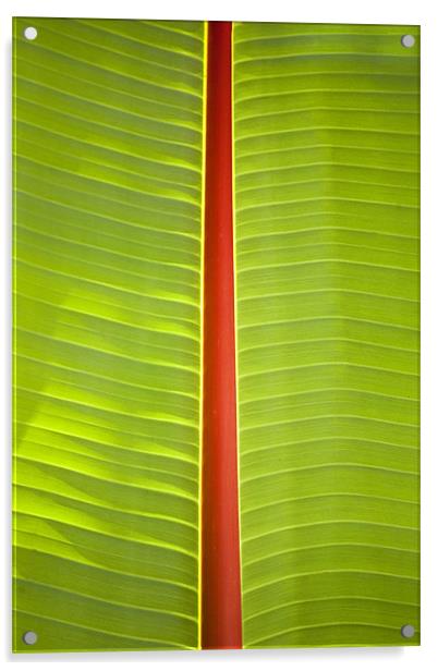 Banana leaf abstract Acrylic by Malcolm Smith