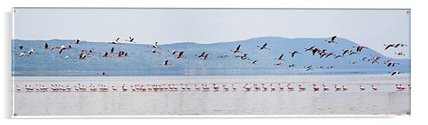 Flamingo Take Off Acrylic by Malcolm Smith