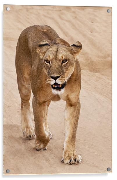 Lioness Acrylic by Malcolm Smith