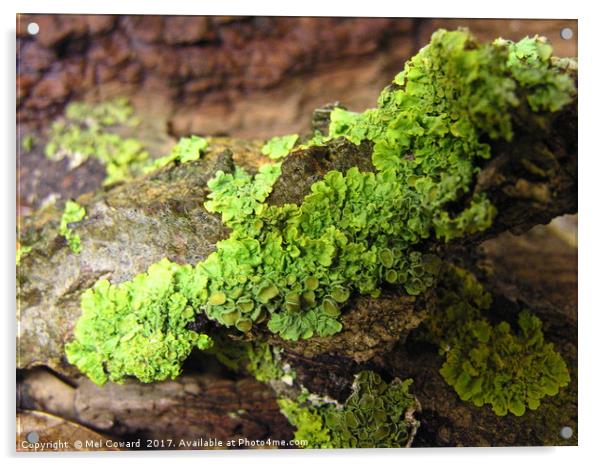     Wet Tree Lichen       Acrylic by Mel Coward