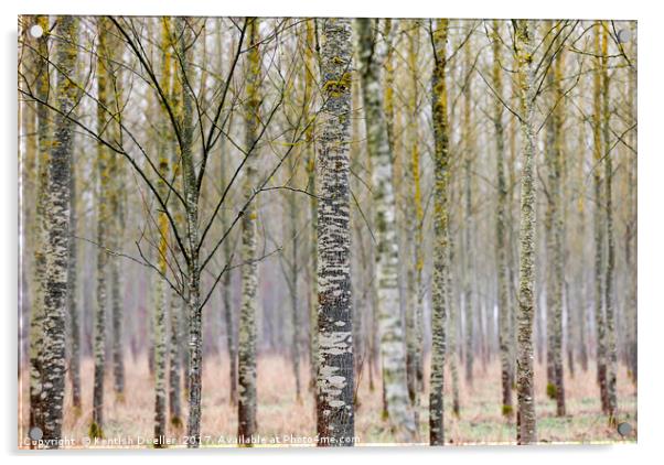 Silver Birches Acrylic by Kentish Dweller