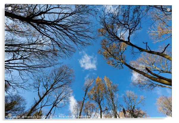 Looking Up Acrylic by Kentish Dweller