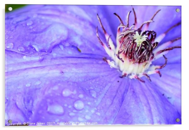 Close-up of a clematis flower Acrylic by Diane Jones
