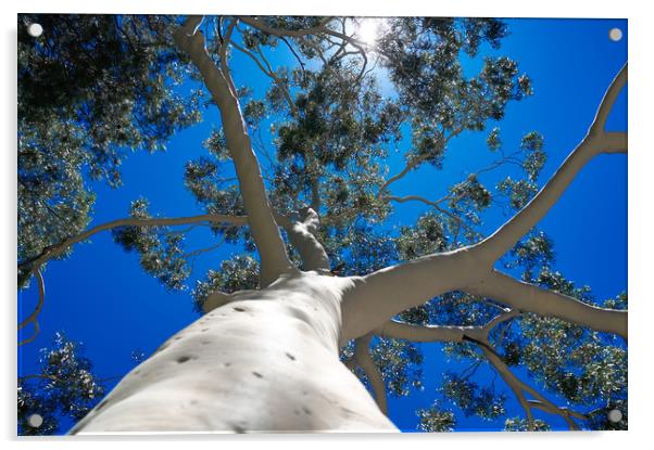 Bare Australian Gum Tree Acrylic by Richard Zalan