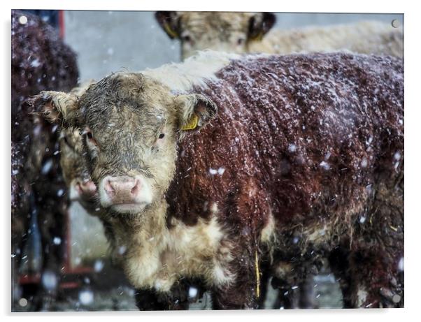 Hereford Heifer Calf in a Welsh Mountain Snowstorm Acrylic by Sorcha Lewis