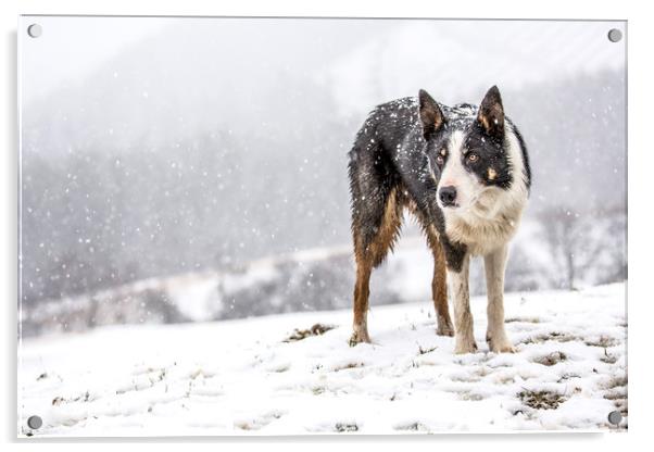Taff snow dog Acrylic by Sorcha Lewis