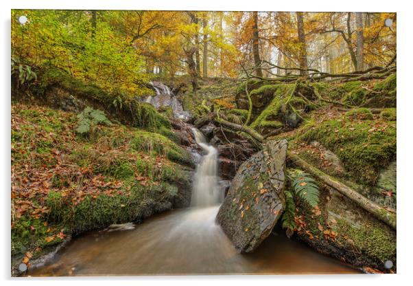 Nant Gwyllt Waterfall Autumn touches, Elan Valley Acrylic by Sorcha Lewis