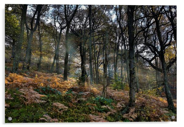 Woodland light rays - sloping woods Acrylic by Sorcha Lewis