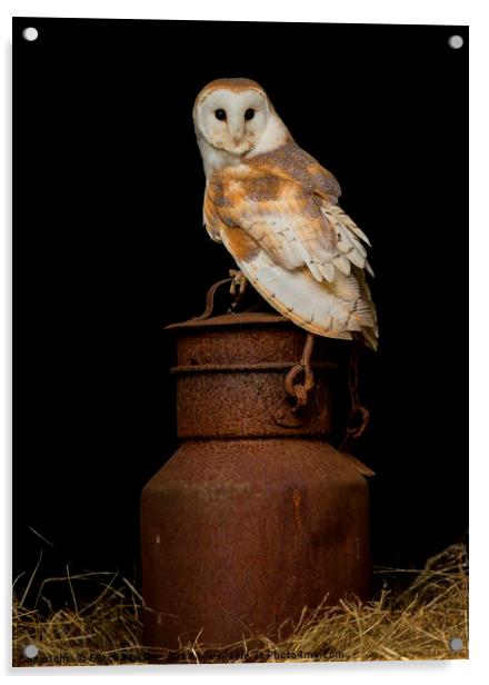 Barn Owl on milk churn Acrylic by Sorcha Lewis