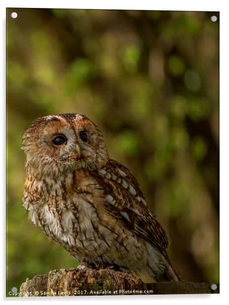 Tawny Owl  Acrylic by Sorcha Lewis