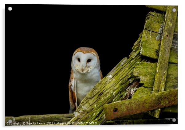 Welsh Barn Owl Acrylic by Sorcha Lewis
