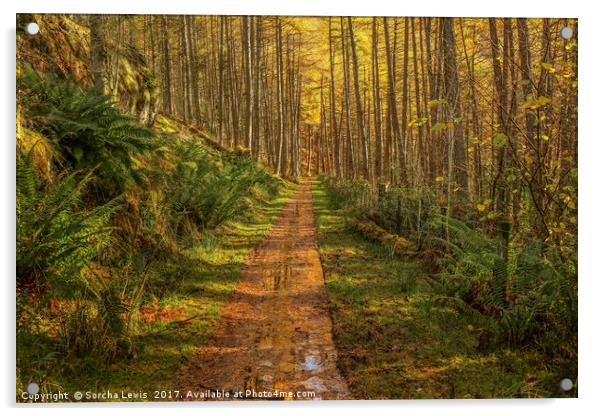 Mystical Elan Valley Woodland track Acrylic by Sorcha Lewis
