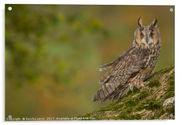 Long Eared Owl in Autumn splendor Acrylic by Sorcha Lewis