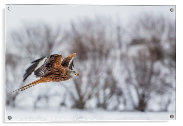 Red Kite in the winters grasp Acrylic by Sorcha Lewis