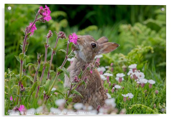 Wild Rabbit in the Red Campion Acrylic by Sorcha Lewis