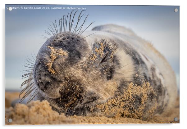 Sleepy Seal pup Acrylic by Sorcha Lewis