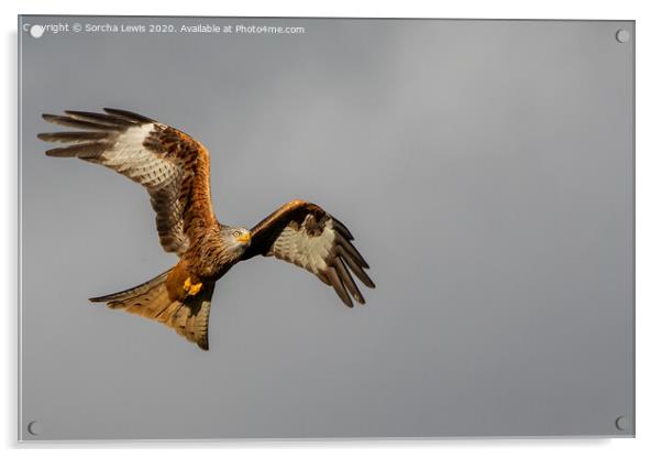 red kite Acrylic by Sorcha Lewis