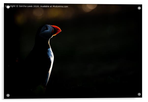 Puffin silhouette  Acrylic by Sorcha Lewis