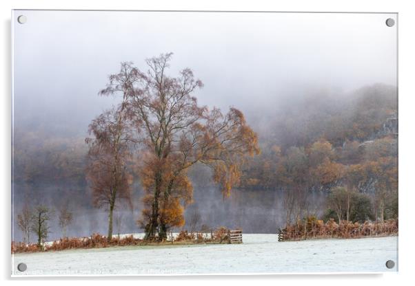 Birch tree in Autumnal mist Elan Acrylic by Sorcha Lewis