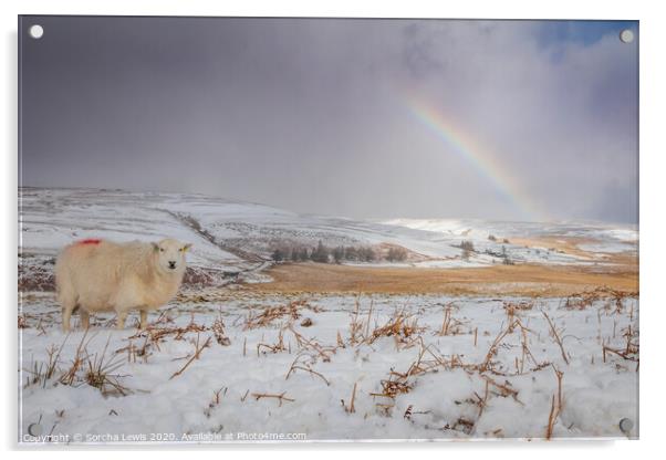 Snow sheep rainbow Elan Valley Acrylic by Sorcha Lewis
