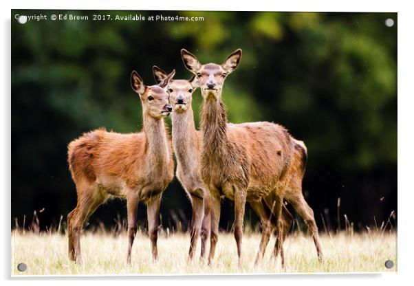 Red Deer hinds Acrylic by Ed Brown