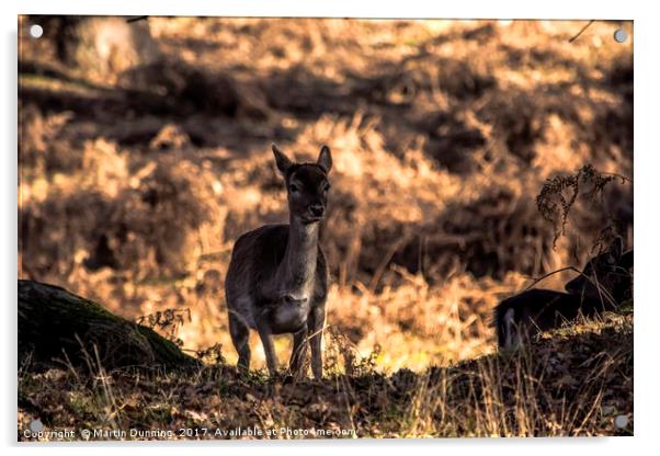 Deer  Acrylic by Martin Dunning