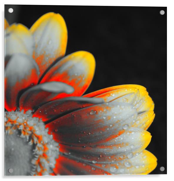 Close up, pop art flower Acrylic by Lisa Strange
