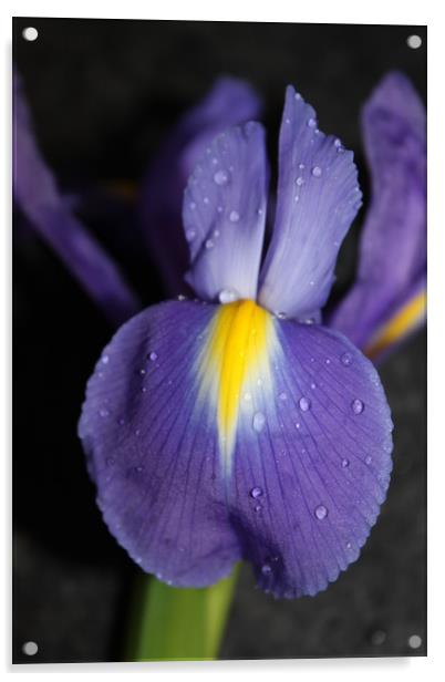 Purple flower close up/macro Acrylic by Lisa Strange