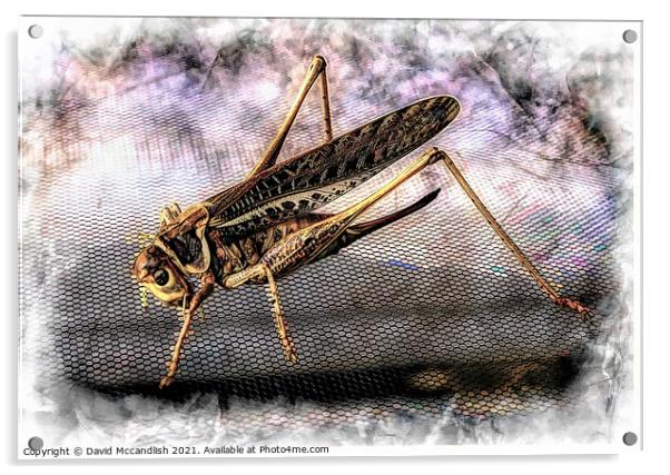 Grasshopper Acrylic by David Mccandlish