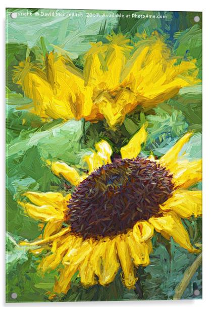 Sunflower Acrylic by David Mccandlish
